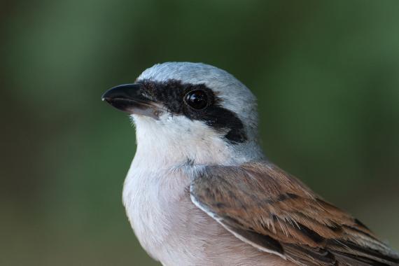 Hím tövisszúró gébics (Fotó: Lendvai Csaba)
