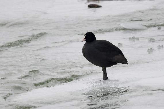 Szárcsa (Fotó: Bajor Zoltán)