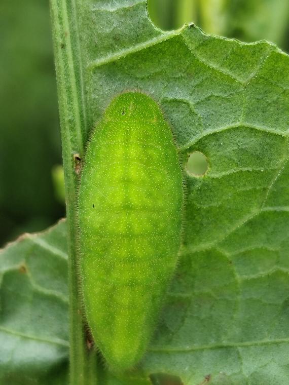 5_Nagy tűzlepke hernyó_Kárpáti Marcell.jpeg 