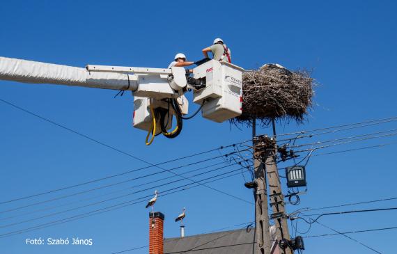 Gólya gyűrűzés Komáromi hcs