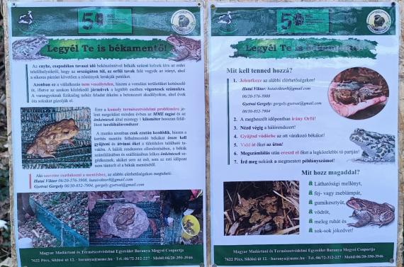 Tájékoztató tábla a békamentésben résztvevőknek