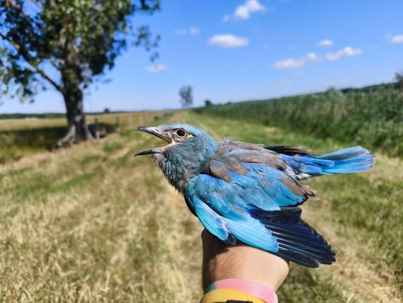 Szalakóta fióka gyűrűzés közben