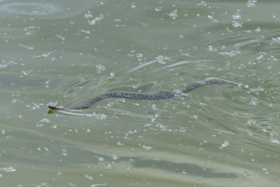 Kockás sikló (Natrix tessellata) a Naplás-tó sekély vizében (fotó: Bajor Eszter)