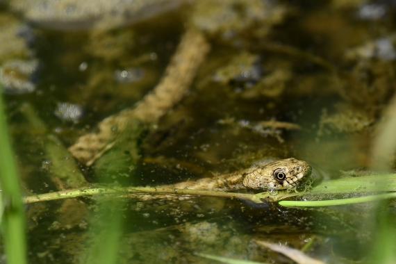 Lesben álló kockás sikló a Naplás-tó kifolyójánál (fotó: Bajor Eszter)