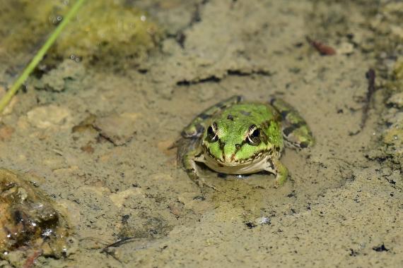 A kecskebéka fajkomplex (Pelophylax kl. esculentus) bizonyult a nap leggyakoribb kétéltűjének (fotó: Bajor Eszter)