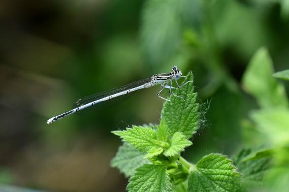 Széleslábú szitakötő (Platycnemis pennipes) leggyakrabban a Szilas-patak mentén került elő (fotó: Bajor Eszter)