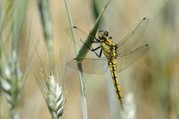 Feketefarkú pásztor-szitakötő (Orthetrum cancellatum) nőstény a	védett terület melletti gabonatábla szegélyében (fotó: Bajor Eszter)