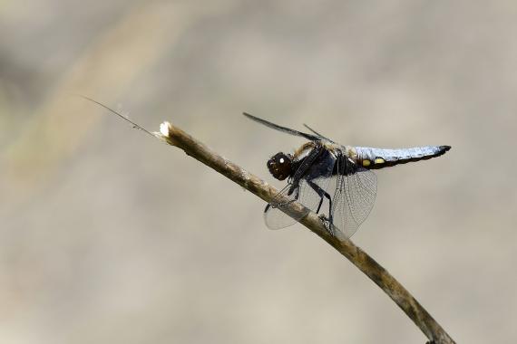 Széles laposacsa (Libellula depressa) gyakori faj a Naplás-tónál (fotó:	Bajor Eszter)
