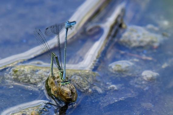 Azúrkék légivadász (Coenagrion puella) a Szilas-patak kifolyójánál egész nap megfigyelhető volt (fotó: Bajor Eszter)