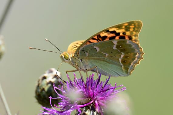 A védett zöldes gyöngyházlepke (Argynnis pandora) a Naplás-tó árvízvédelmi töltésének virágain egész nap jelen volt (fotó: Bajor Zoltán)