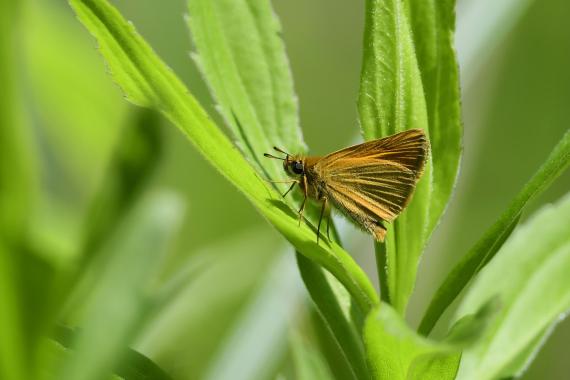 Vonalas busalepke (Thymelicus lineola) a Naplás-tó melletti nádas szegélyében (fotó: Bajor Zoltán)