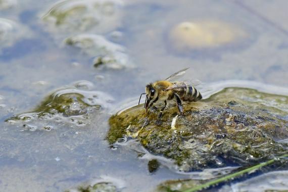 Házi méh (Apis mellifera) iszik a Szilas-patak sekély vizéből (fotó: Bajor Eszter)