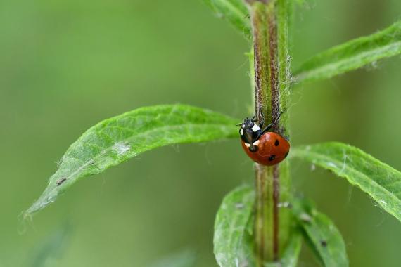 A hétpettyes katica (Coccinella septempunctata) is előkerült a nap folyamán (fotó: Bajor Eszter)