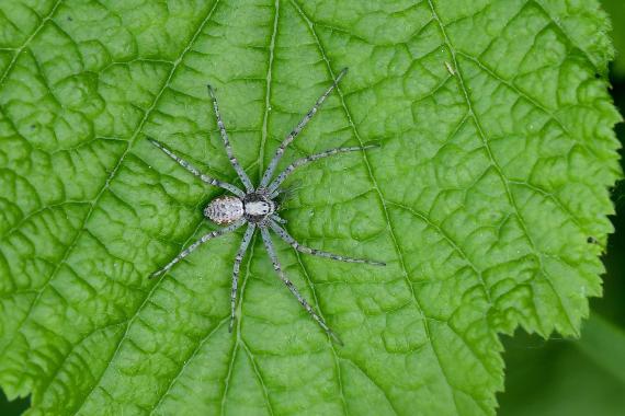 Philodromus sp. - fürgekarolópók faj (fotó: Bajor Eszter)
