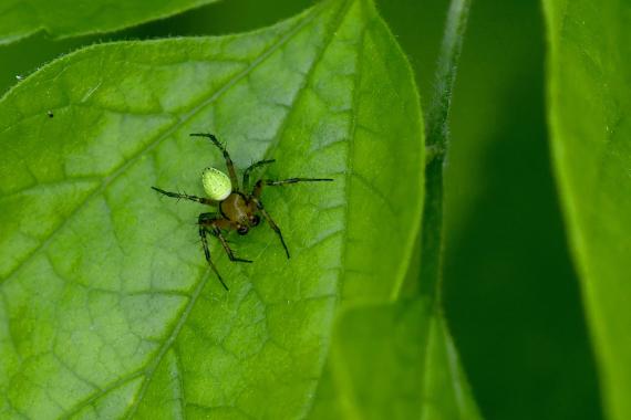 A hazánkban elterjedt zöld keresztespók (Araniella cucurbitina) könnyen felismerhető élénk színű potroháról (fotó: Bajor Eszter)