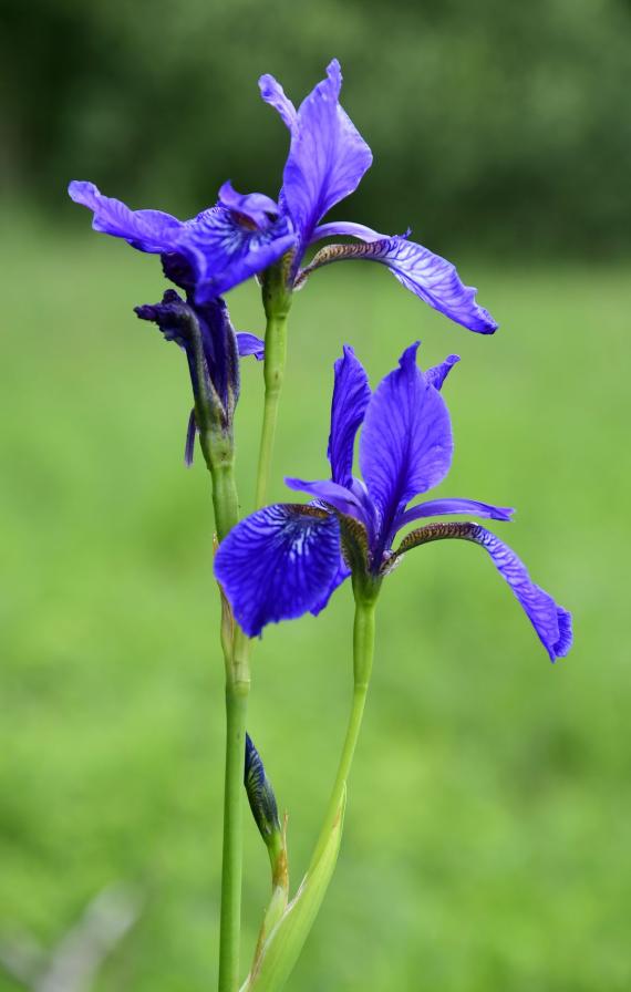 A védett szibériai nőszirom (Iris sibirica) a Naplás-tó környzetének egyik legértékesebb védett növényfaja (fotó: Bajor Zoltán)