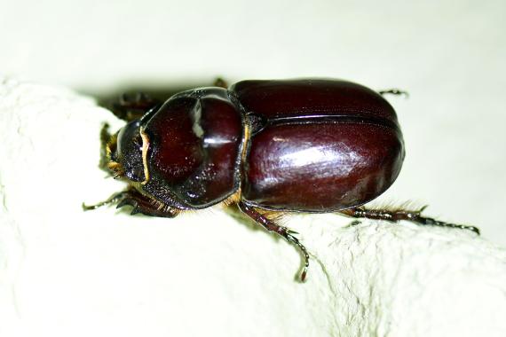 A védett orrszarvú bogár (Oryctes nasicornis) több példánya is előkerült a kihelyezett UV-csapdákból (fotó: Bajor Zoltán)
