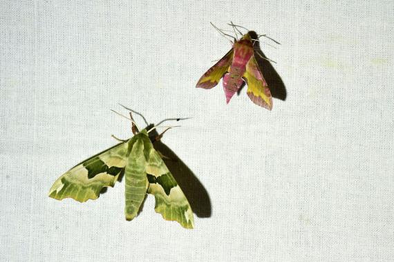 A hársfaszender (Mimas tiliae) és a piros szender (Deilephila porcellus) okozta a legnagyobb élményt a látogatók számára az esti megfigyelés során (fotó: Bajor Eszter)