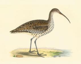 slender billed curlew