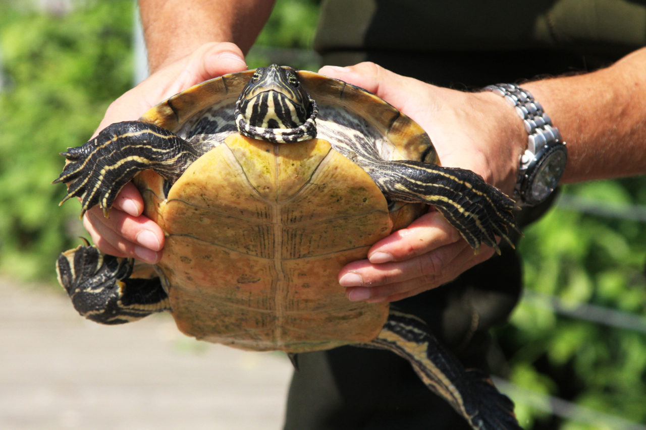 Kapitális méretű ékszerteknős